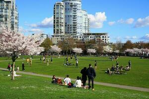 People enjoyng park on sunny day. Beautiful cherry blossom on background. Vancouver, BC, Canada. David Lam Park. April 04, 2021 photo