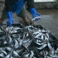 Fisherman hands with blue gloves holding fish photo