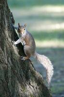 Squirrel climbing a tree and looking to the camera photo