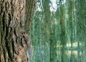 Cute squirrel climbing a tree trunk photo
