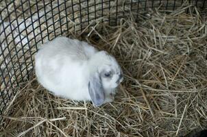 linda blanco conejo, Paja cama foto