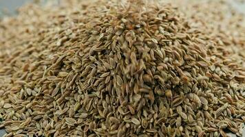 dry dill seeds pouring on pile, rotating closeup with slo-mo video