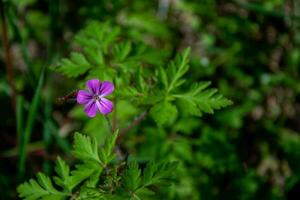 Geranium in a forest clearing with a bokeh effect. Magic lilac Kherb-Robert flower in dark forest. photo