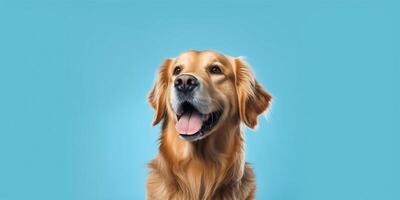 Happy golden retriever dog sitting on blue background photo