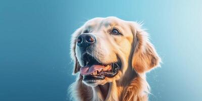 Happy golden retriever dog sitting on blue background photo