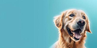 Happy golden retriever dog sitting on blue background photo