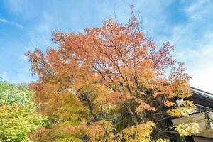 Colorful trees, beautiful red and yellow leaves in Autumn season, Kyushu, Japan photo