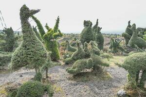 Shaped tree in the garden in Aso, Kumamoto, Kyushu, Japan photo