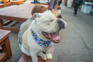 Happy dog face sitting on the chair photo