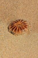 Jelly fish on the sand photo