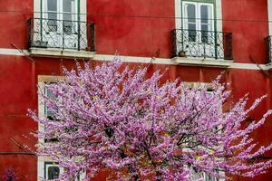 rosado flor por un edificio foto