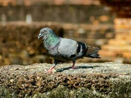 Pigeon on the rocks photo