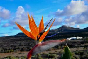 primer plano de hermosas flores foto