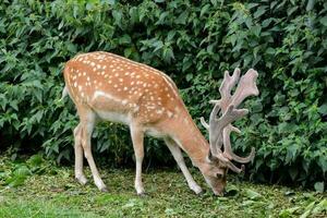 Wild deer animal photo