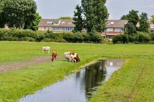 Scenic rural view photo