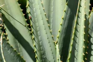 Aloe leaf close-up photo