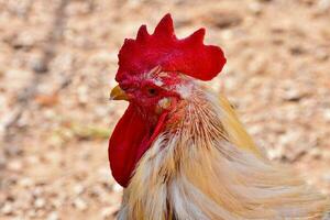 Rooster head close-up photo