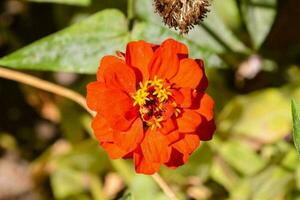 Beautiful flowers close-up photo