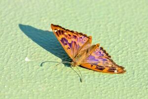 Isolated moth insect photo