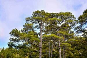 antecedentes con arboles foto