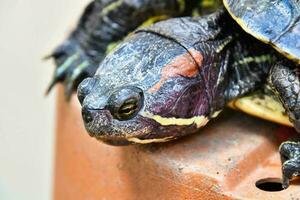 A turtle head photo