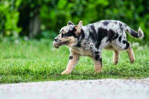 A pup playing photo