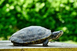 A turtle walking photo