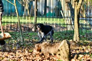 A pup playing photo