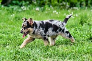 A pup playing photo