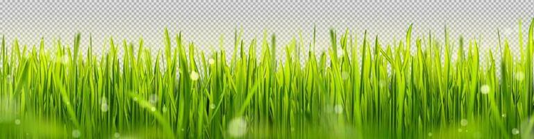 Realistic green lawn grass border with sun light vector