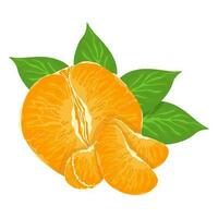 Mandarin fresh Orange fruits, leaves vector element. Set of whole, cut in half, sliced on pieces Orange Juice