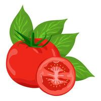 Set of tomatoes isolated on white background leaves vector element. Set of whole, cut in half, sliced on pieces