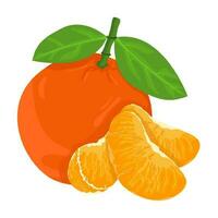 Mandarin fresh Orange fruits, leaves vector element. Set of whole, cut in half, sliced on pieces Orange Juice