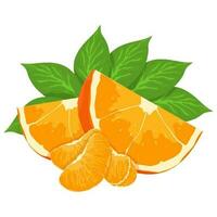 Mandarin fresh Orange fruits, leaves vector element. Set of whole, cut in half, sliced on pieces Orange Juice