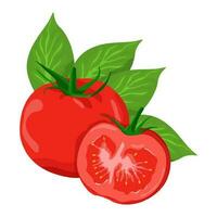 Set of tomatoes isolated on white background leaves vector element. Set of whole, cut in half, sliced on pieces