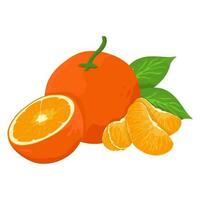 Mandarin fresh Orange fruits, leaves vector element. Set of whole, cut in half, sliced on pieces Orange Juice