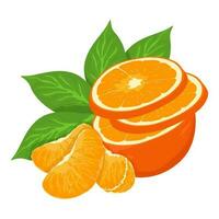 Mandarin fresh Orange fruits, leaves vector element. Set of whole, cut in half, sliced on pieces Orange Juice