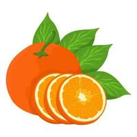 Mandarin fresh Orange fruits, leaves vector element. Set of whole, cut in half, sliced on pieces Orange Juice