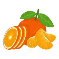 Mandarin fresh Orange fruits, leaves vector element. Set of whole, cut in half, sliced on pieces Orange Juice