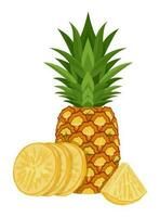 Set of pineapple isolated on white background leaves vector element. Set of whole, cut in half, sliced on pieces