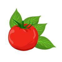 Set of tomatoes isolated on white background leaves vector element. Set of whole, cut in half, sliced on pieces