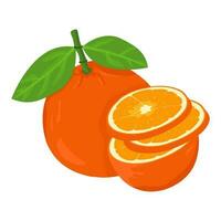 Mandarin fresh Orange fruits, leaves vector element. Set of whole, cut in half, sliced on pieces Orange Juice