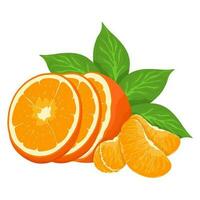 Mandarin fresh Orange fruits, leaves vector element. Set of whole, cut in half, sliced on pieces Orange Juice