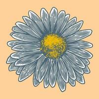 Hand drawn flower botanical drawing of chamomile on bright background. vector