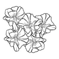 Hand drawn flower botanical drawing of sakura on white background. vector