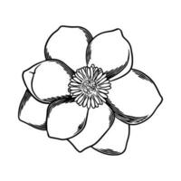 Hand drawn flower botanical drawing of magnolia on white background. vector