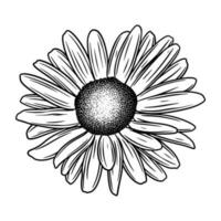 Hand drawn flower botanical drawing of daisy on white background. vector