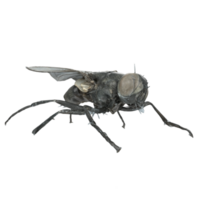 fly isolated on transparent background png