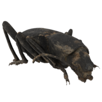 Black bug isolated on transparent png