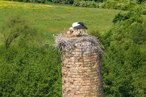 a stork hatches its chicks in nest on top of tall old brick chimney photo